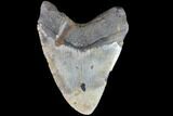 Bargain, Fossil Megalodon Tooth - Huge!!! #86503-2